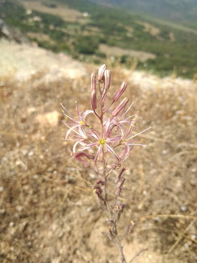 Drimia undulata flower