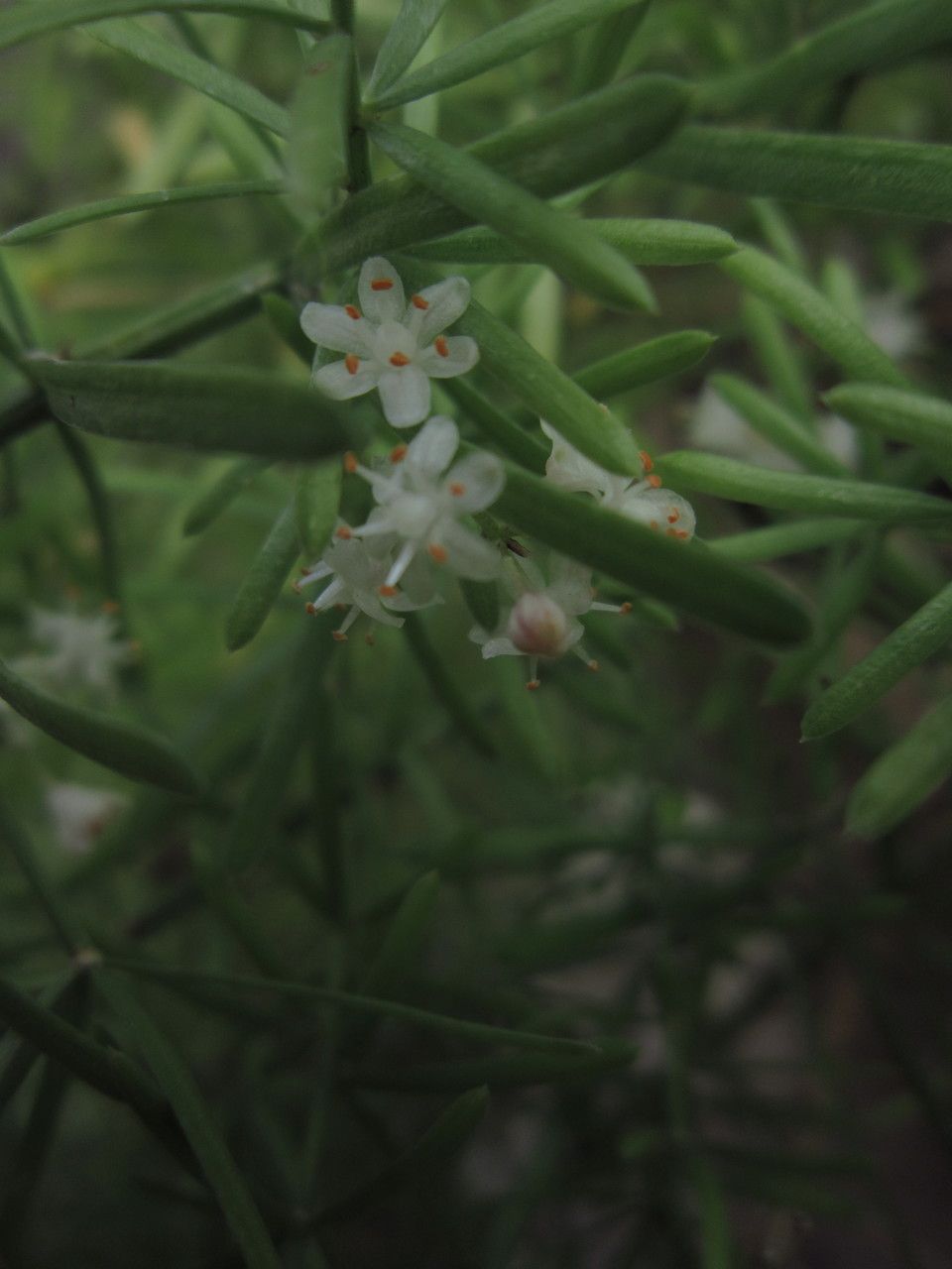 Asparagus sprengeri flower