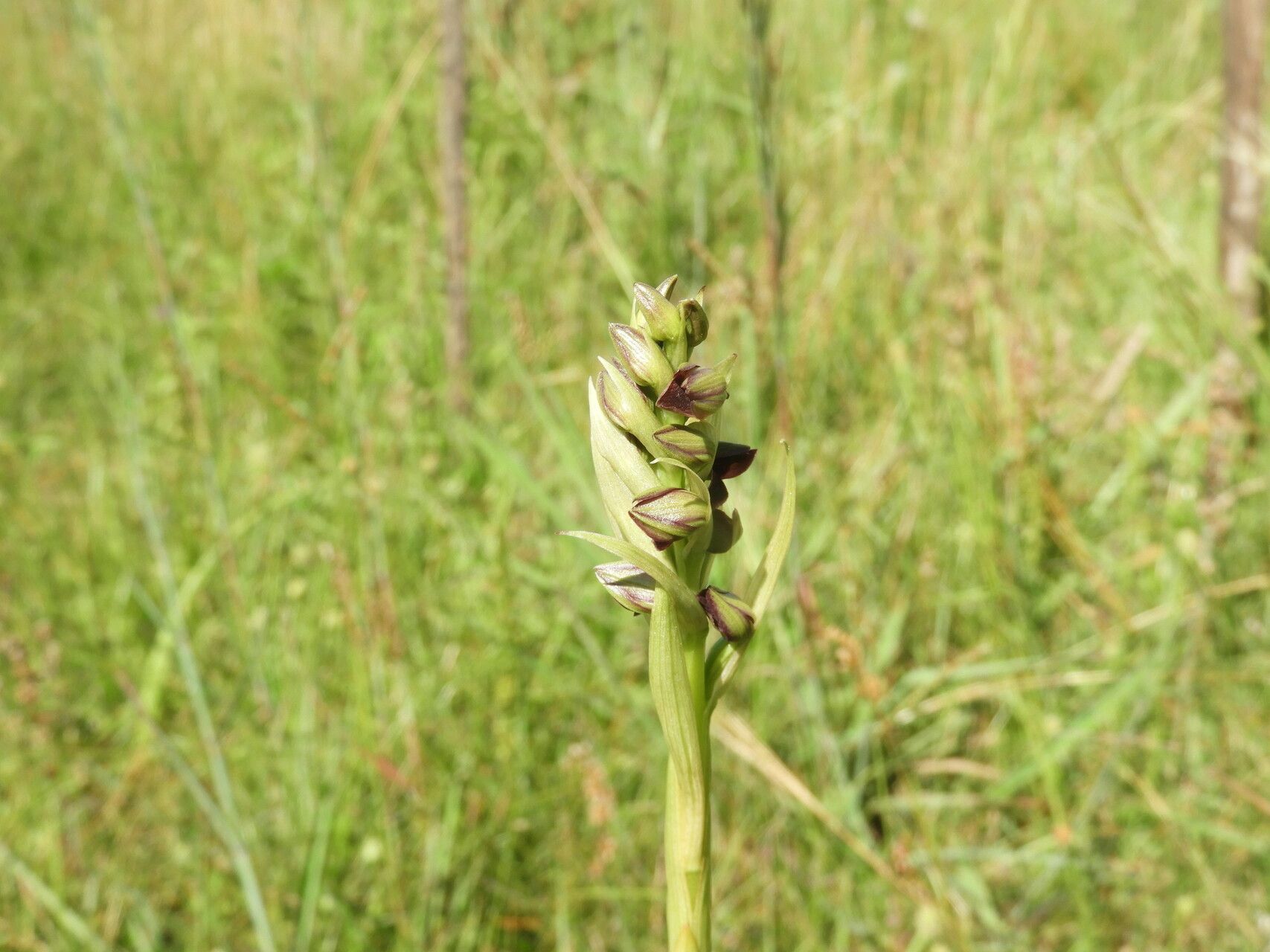 Eulophia ruwenzoriensis — houseplant care guide