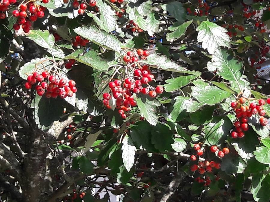 Sorbus intermedia fruit