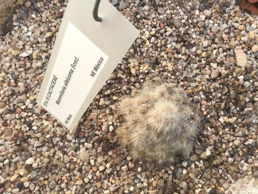 Mammillaria albicoma leaf