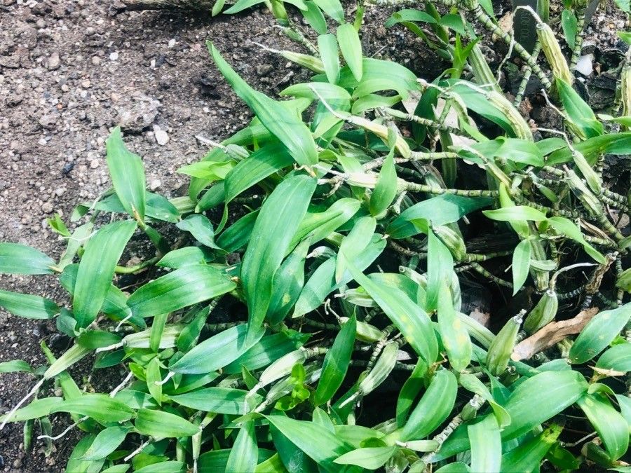 Coelogyne ovalis — houseplant care guide