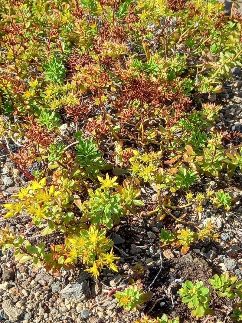 Phedimus hybridus habit