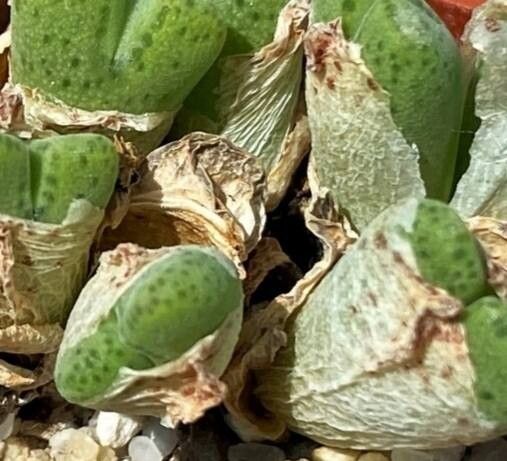 Conophytum halenbergense — houseplant care guide