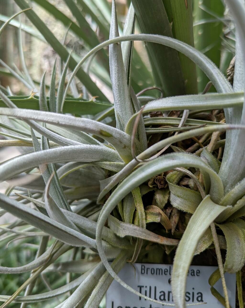 Tillandsia lorentziana leaf
