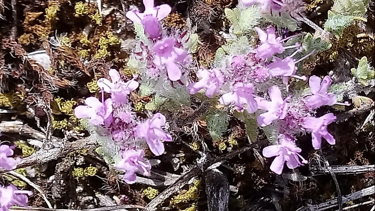 Thymus dolomiticus flower