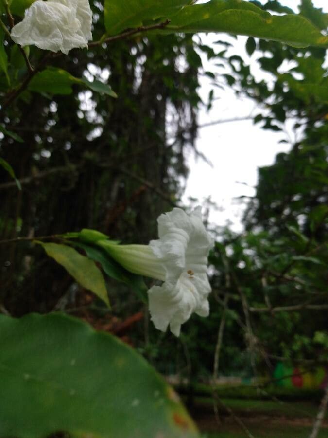 Dolichandrone spathacea flower