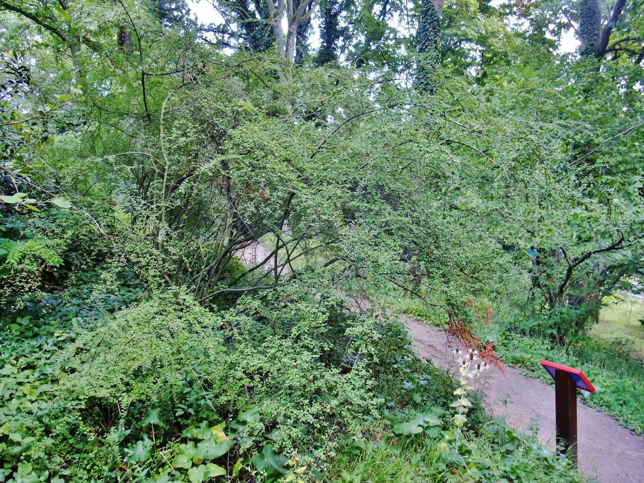 Cotoneaster nitens habit