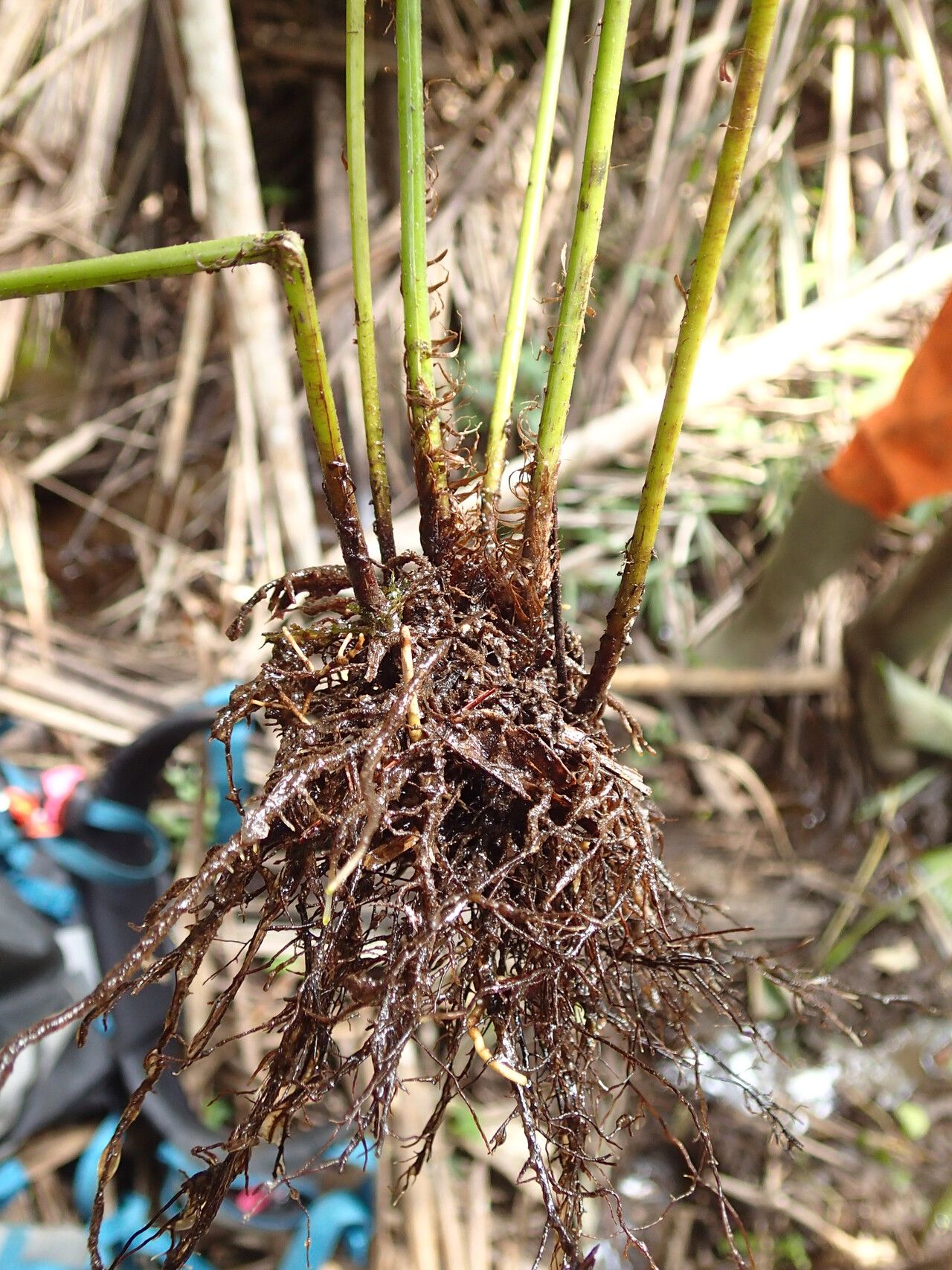 Thelypteris hispidula other