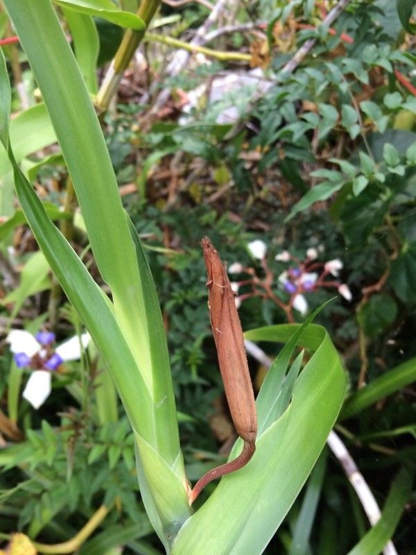 Neomarica gracilis fruit