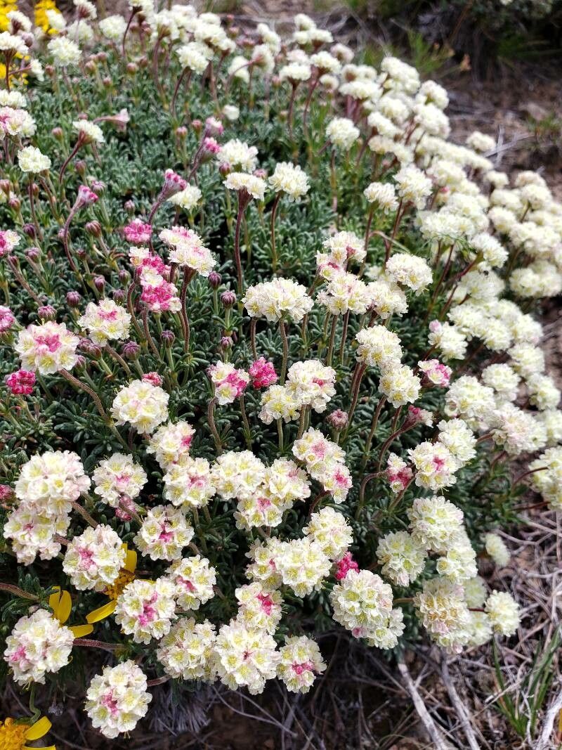 Eriogonum thymoides flower