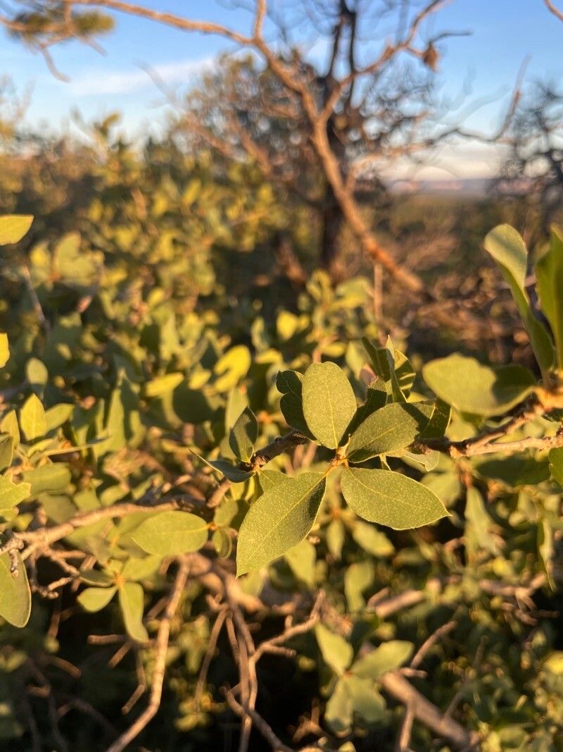 Quercus grisea — houseplant care guide