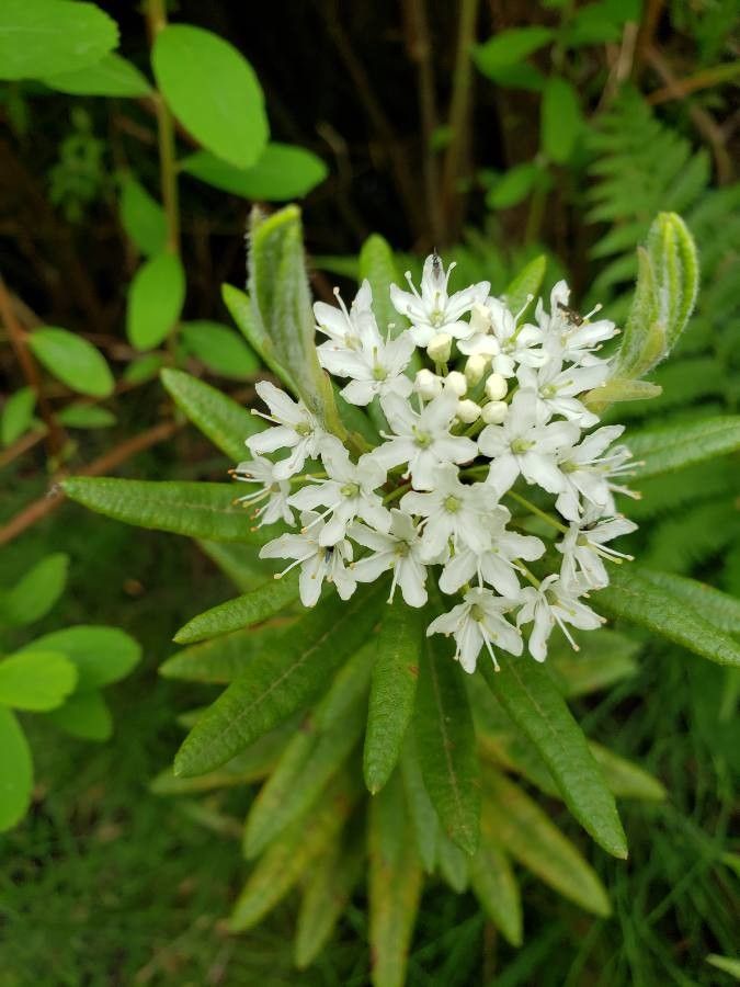 Rhododendron columbianum flower