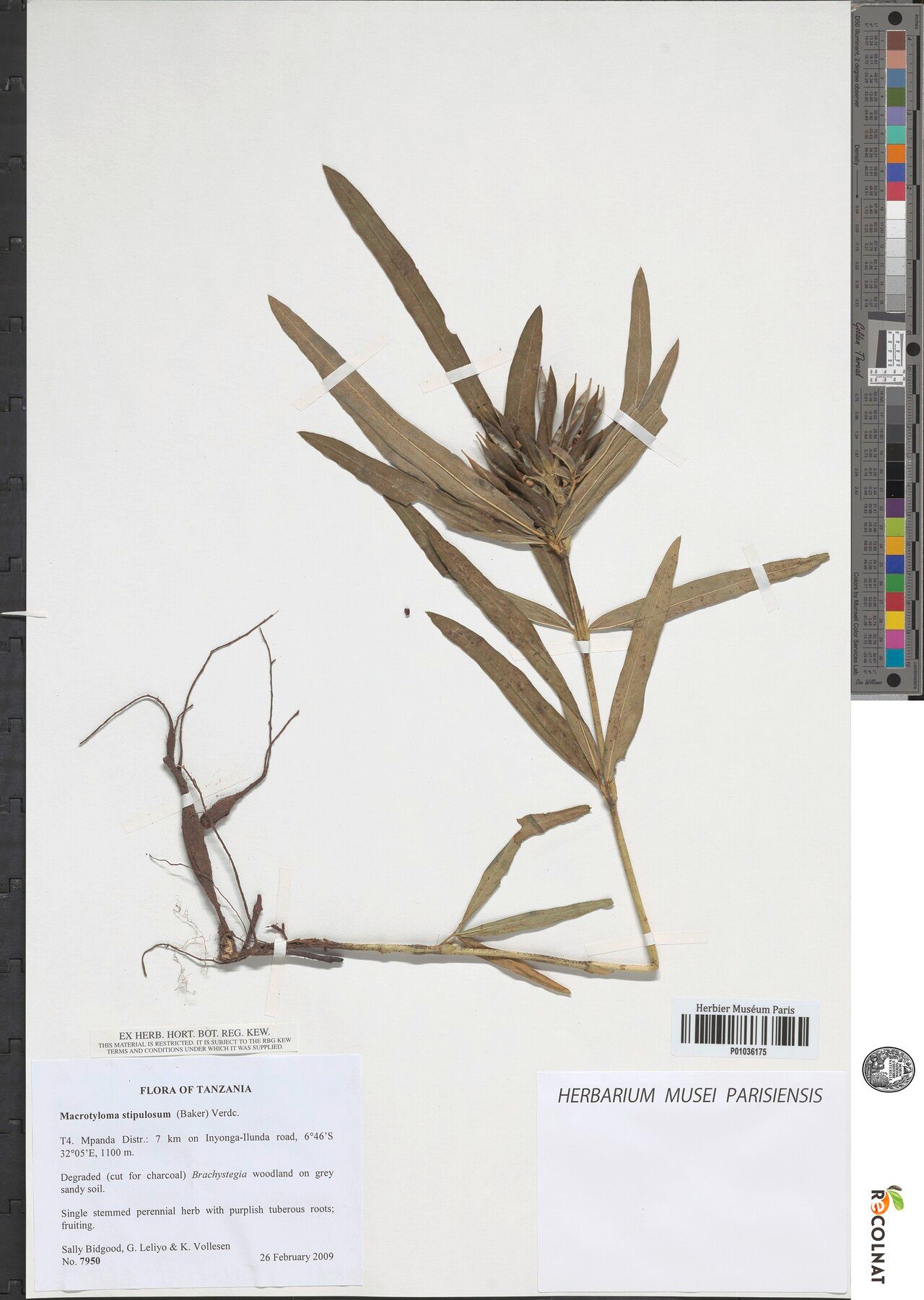 Macrotyloma stipulosum — houseplant care guide