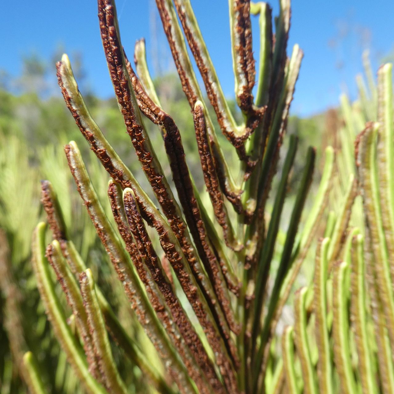 Blechnum marginatum fruit