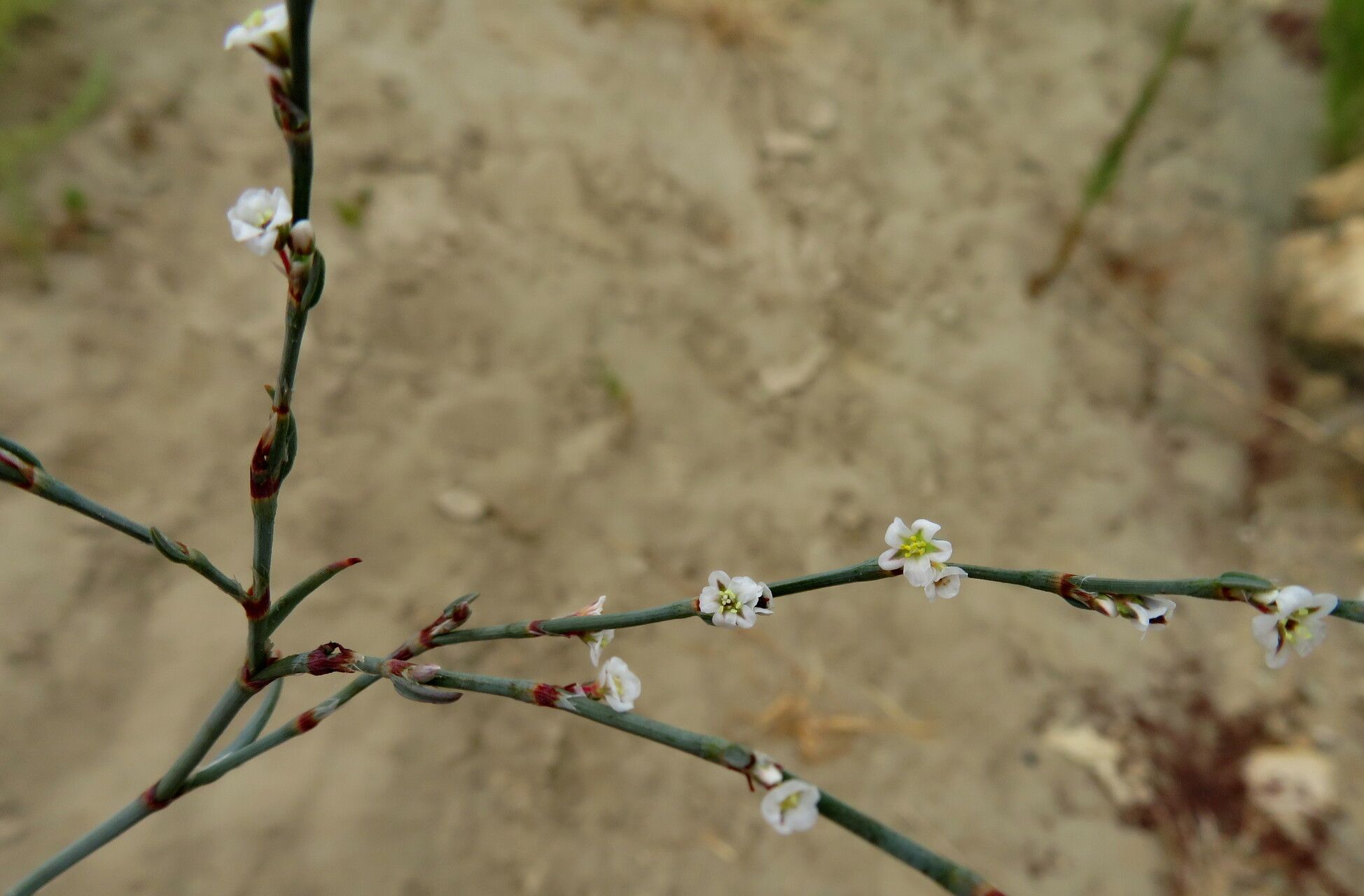 Polygonum equisetiforme leaf