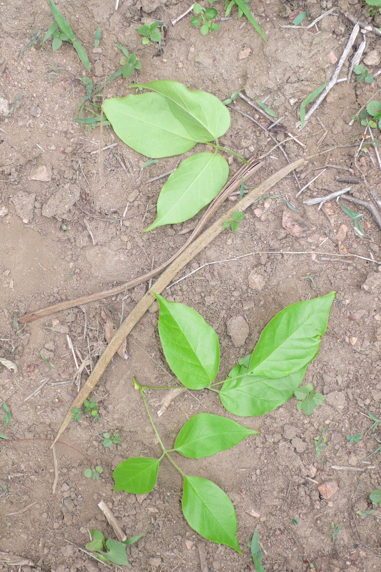 Arrabidaea corallina — related species from the same genus