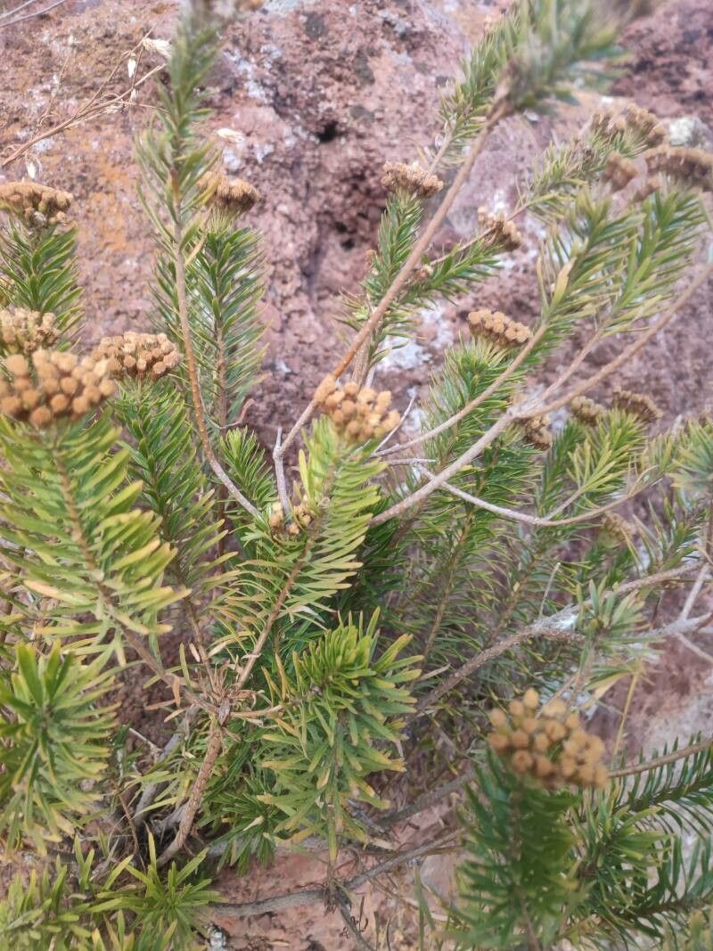 Allagopappus canariensis — houseplant care guide