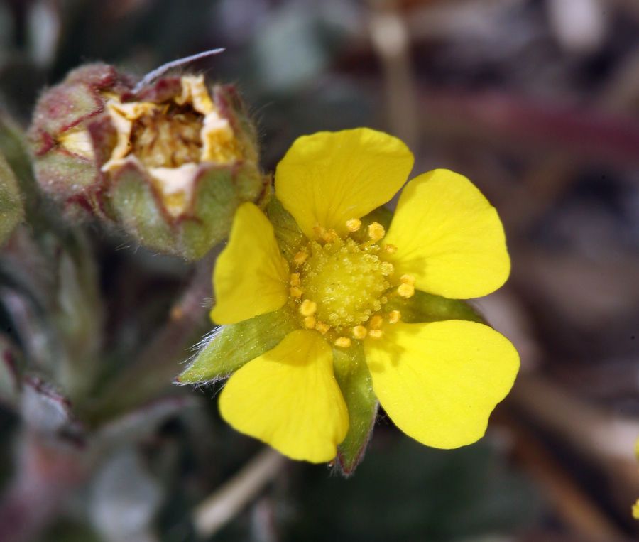 Potentilla pseudosericea flower