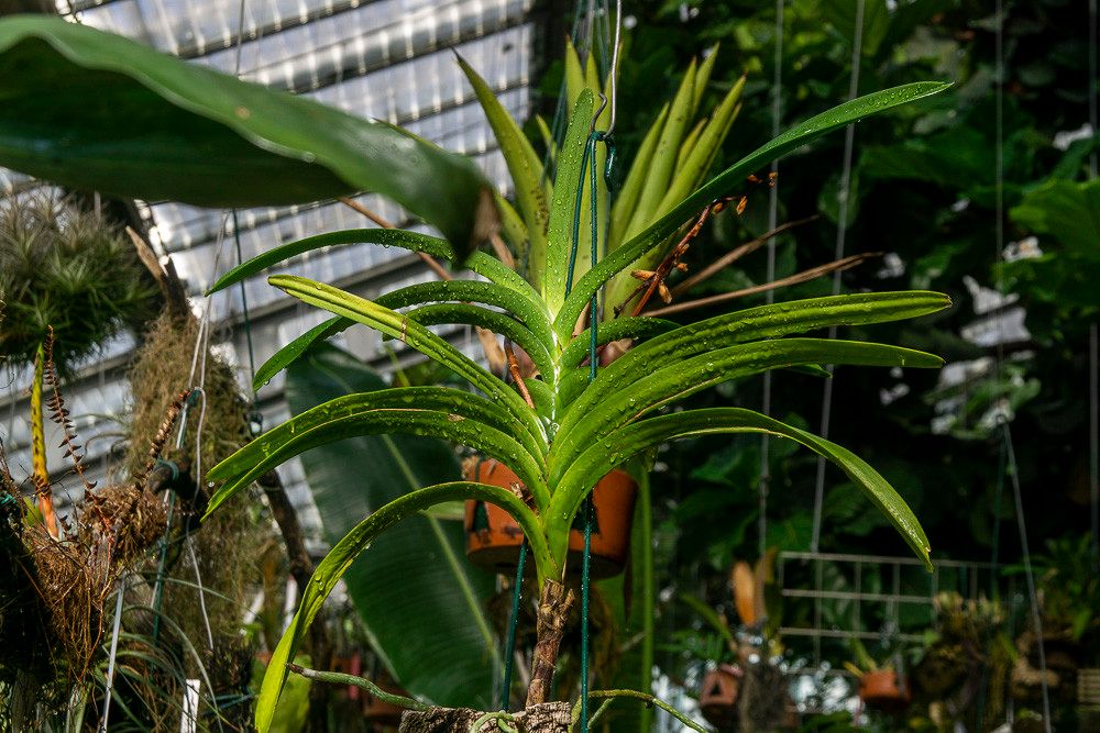 Dipodium pictum leaf