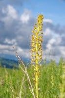 Eremurus fuscus — related species from the same genus