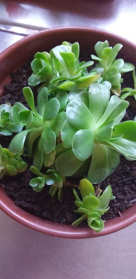Orostachys malacophylla flower