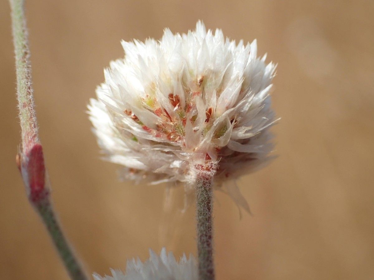 Polycarpaea linearifolia flower