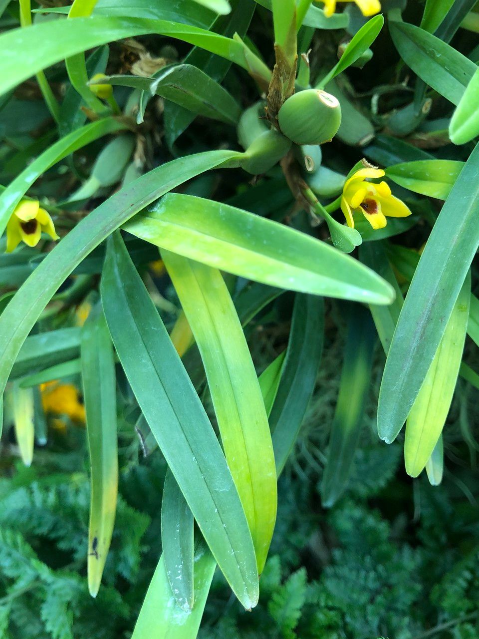 Maxillaria variabilis leaf