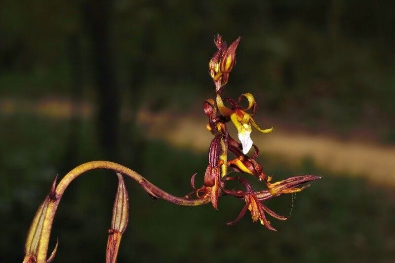 Eulophia subsaprophytica flower