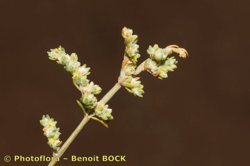 Paronychia illecebroides other