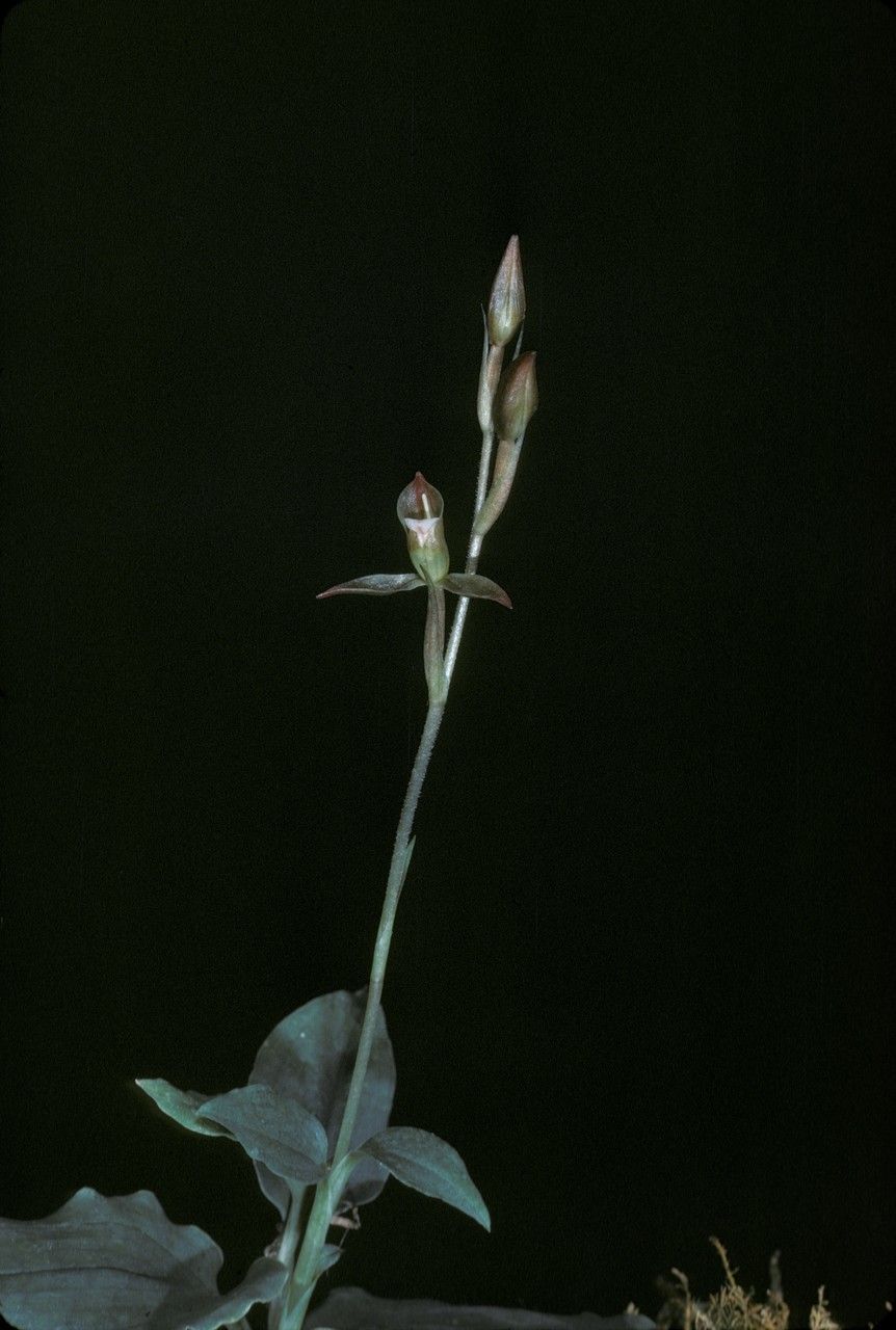 Goodyera viridiflora — search result for 'Goodyera'