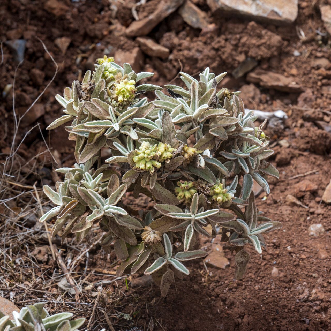 Sideritis brevicaulis habit