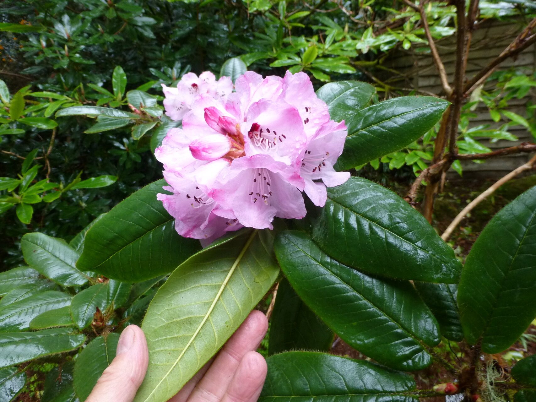 Rhododendron habrotrichum — houseplant care guide