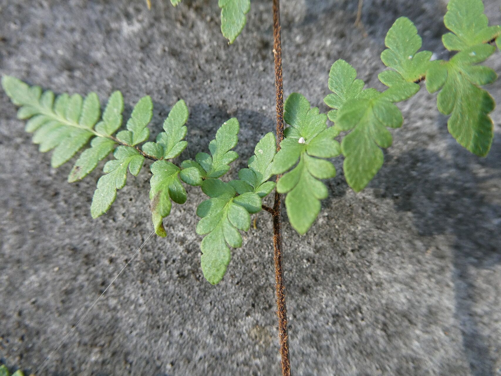 Myriopteris microphylla — related species from the same genus