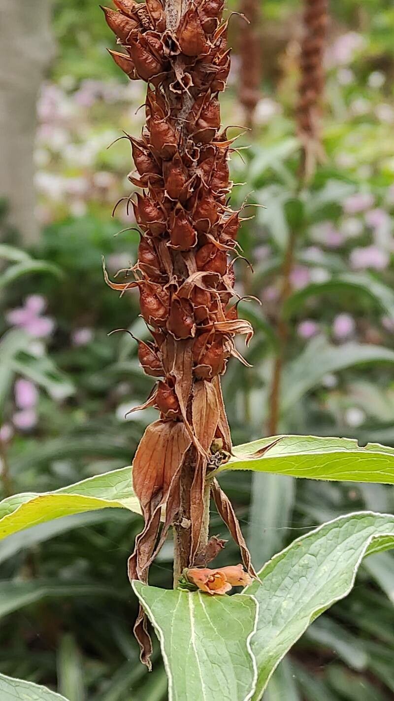 Digitalis parviflora fruit