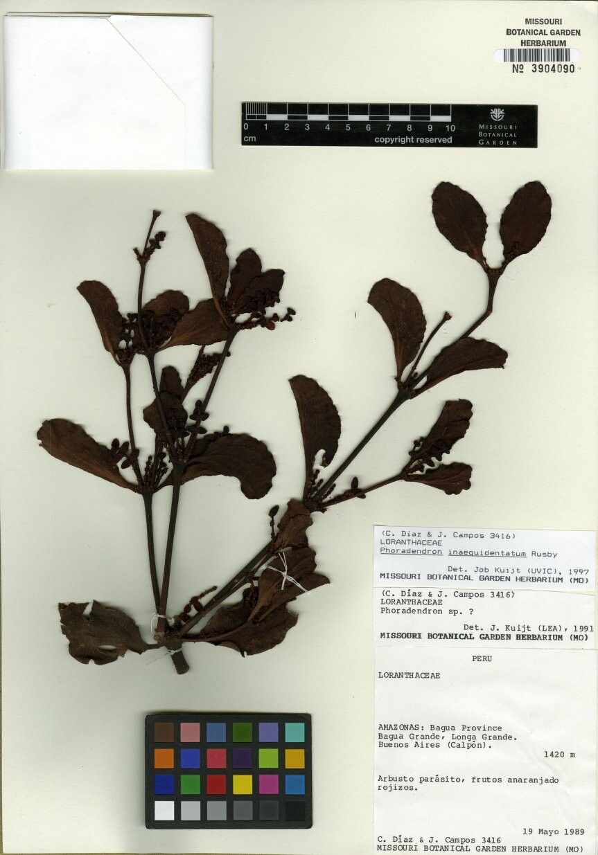 Phoradendron inaequidentatum — houseplant care guide