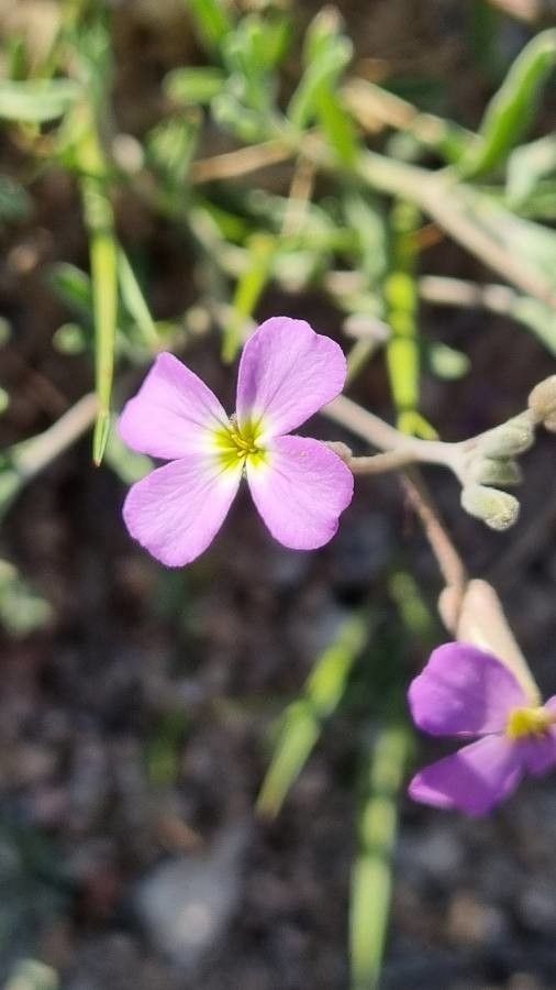 Malcolmia triloba flower