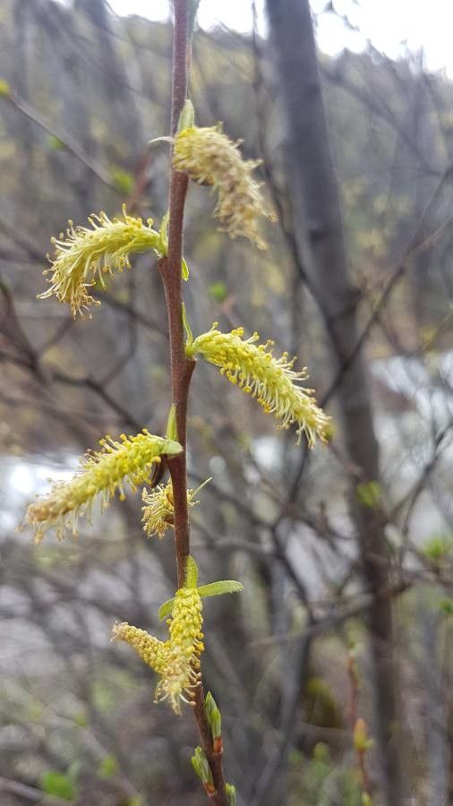 Salix sitchensis fruit