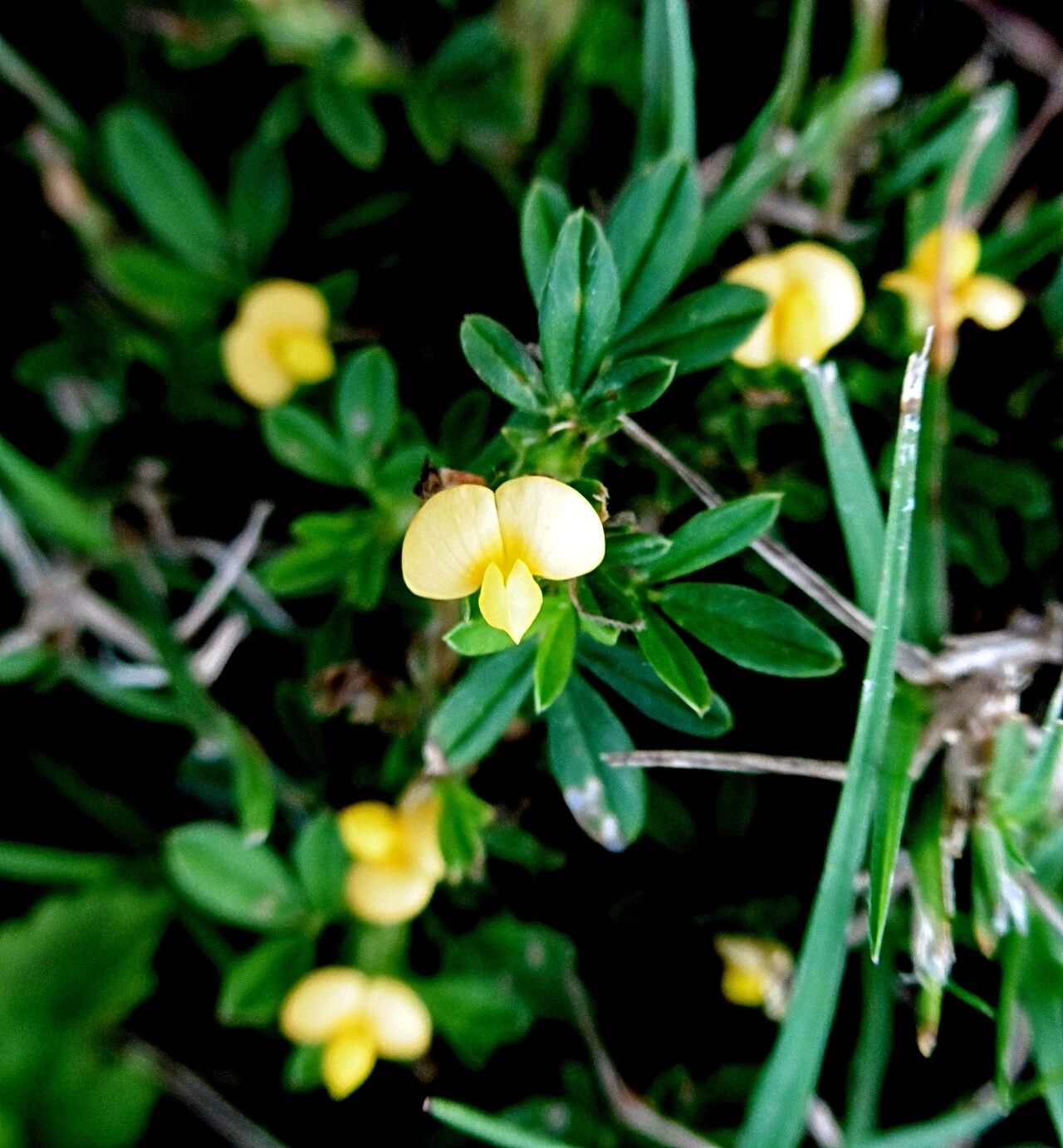 Stylosanthes procumbens habit