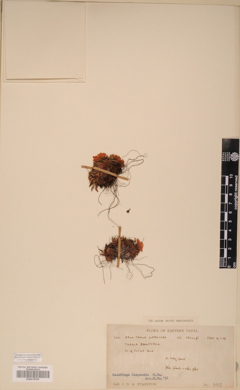 Saxifraga caveana — houseplant care guide