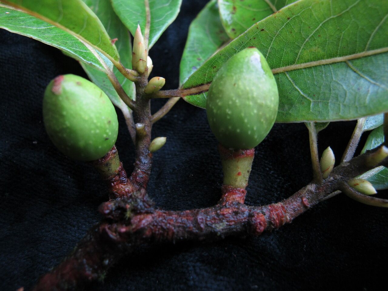 Dodecadenia grandiflora — search result for 'Lauraceae'