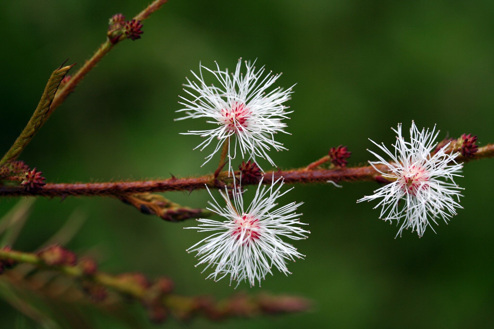 Senegalia tenuifolia flower