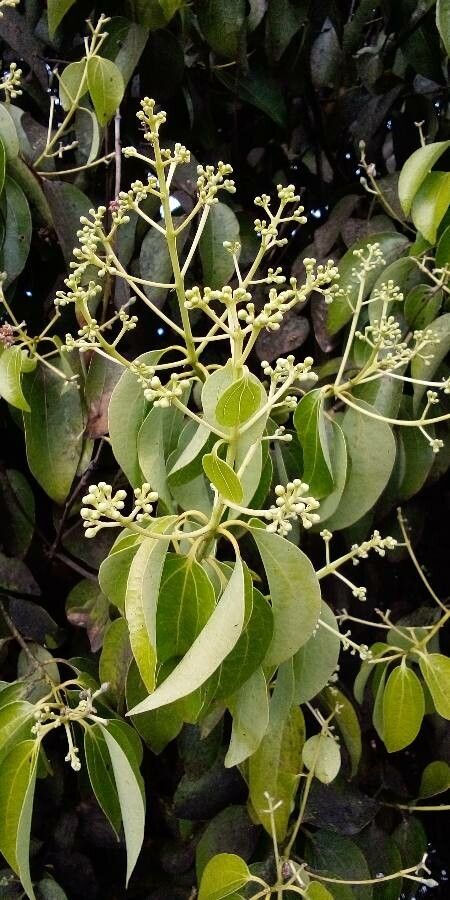 Cinnamomum verum flower