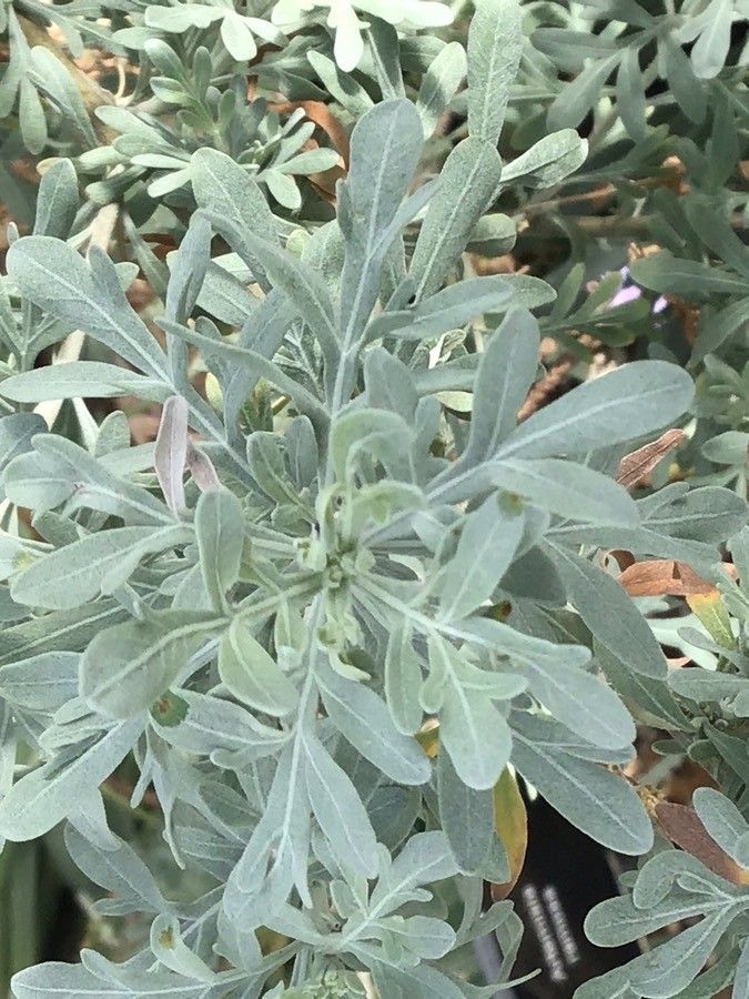 Artemisia ramosa leaf