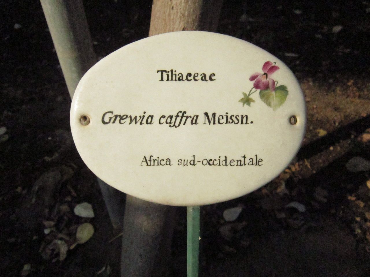 Grewia caffra flower