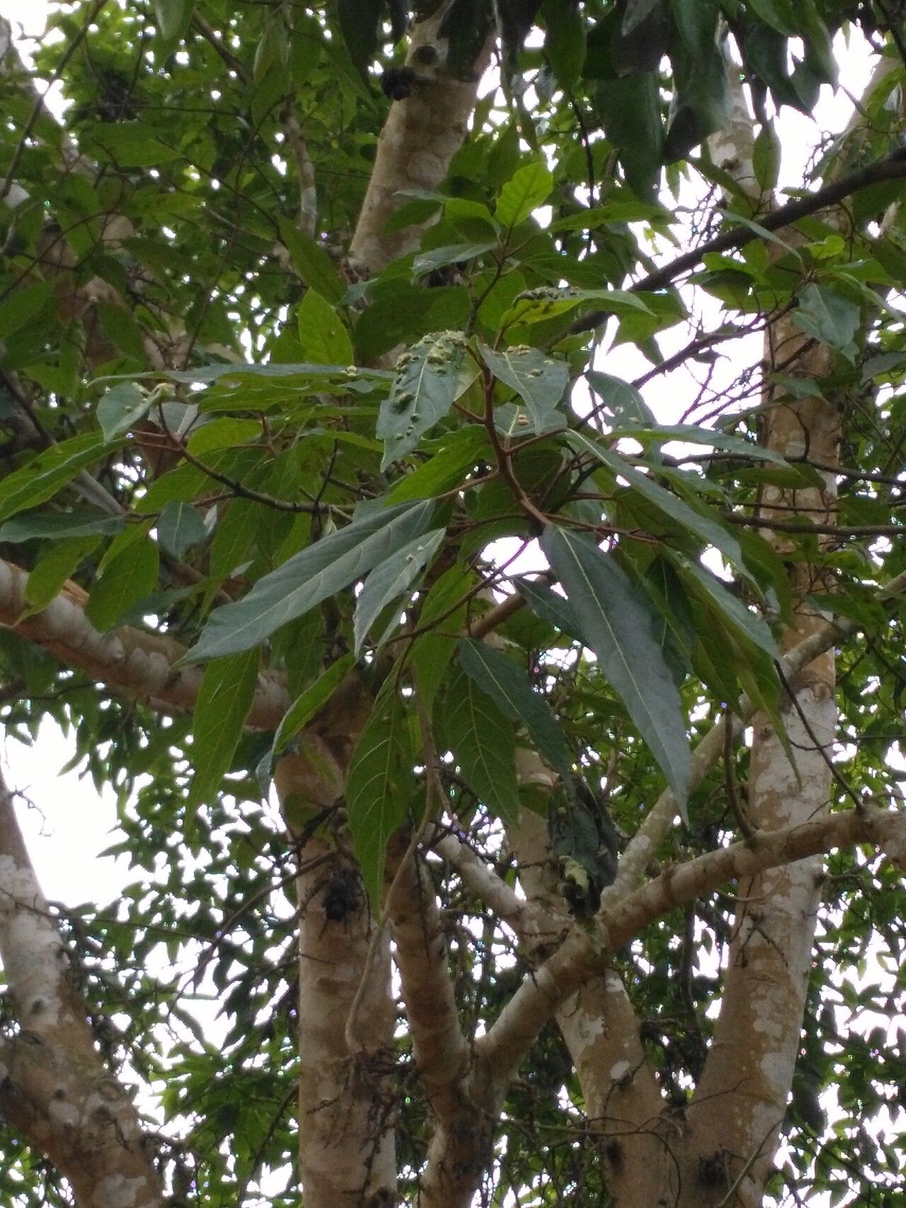 Microcos paniculata leaf