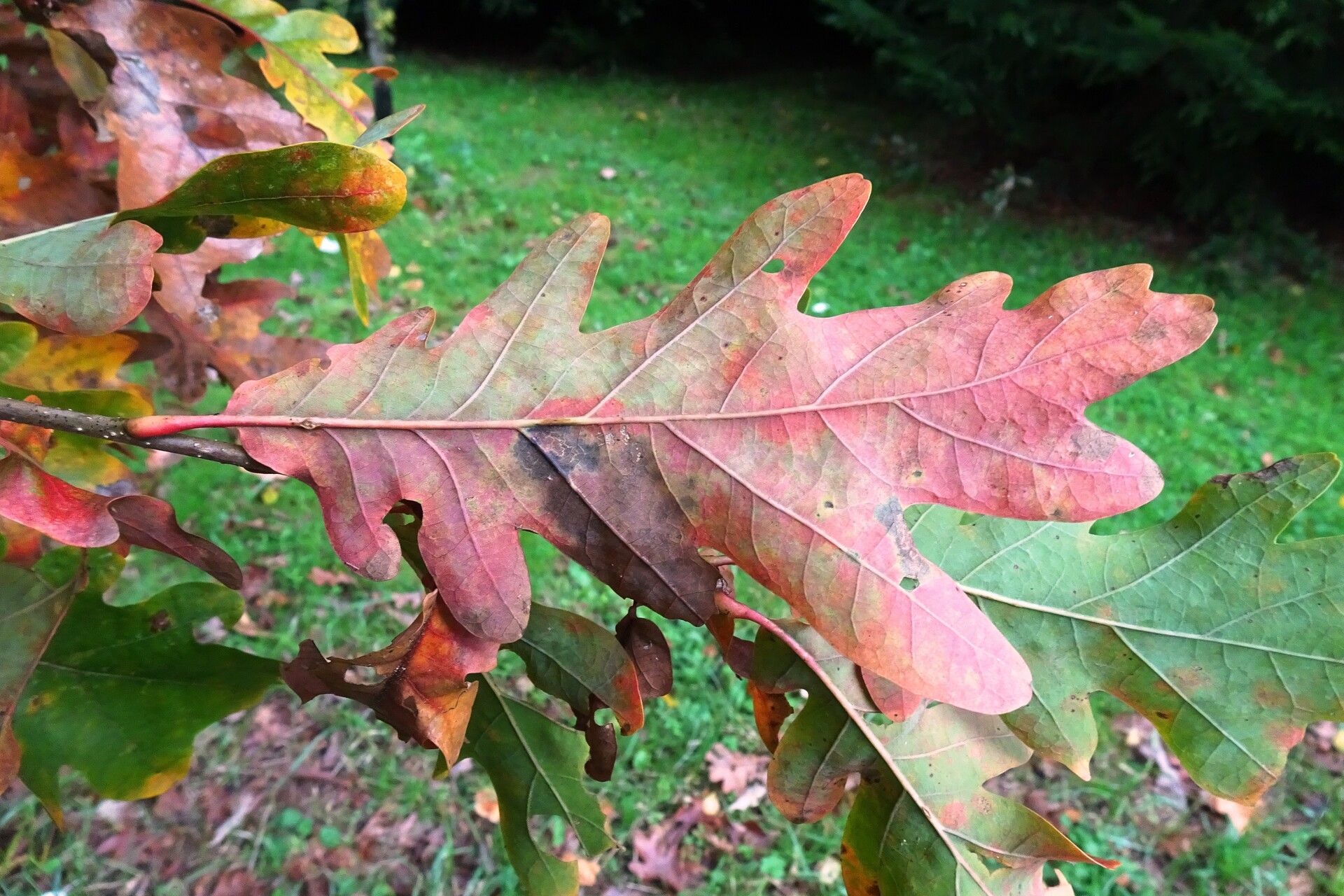 Quercus × bimundorum — houseplant care guide