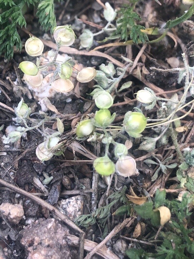 Alyssum minutum fruit
