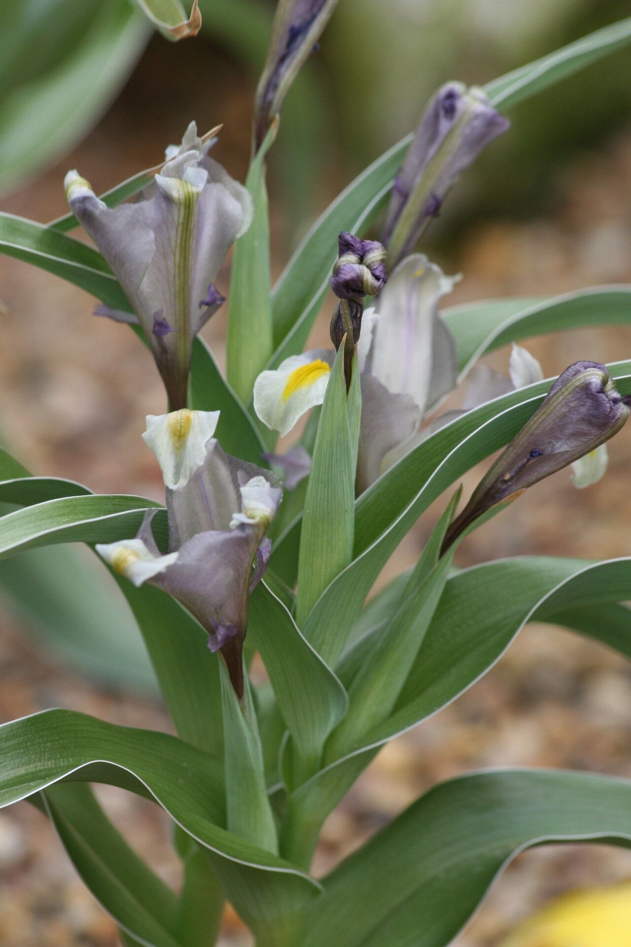 Iris capnoides — houseplant care guide