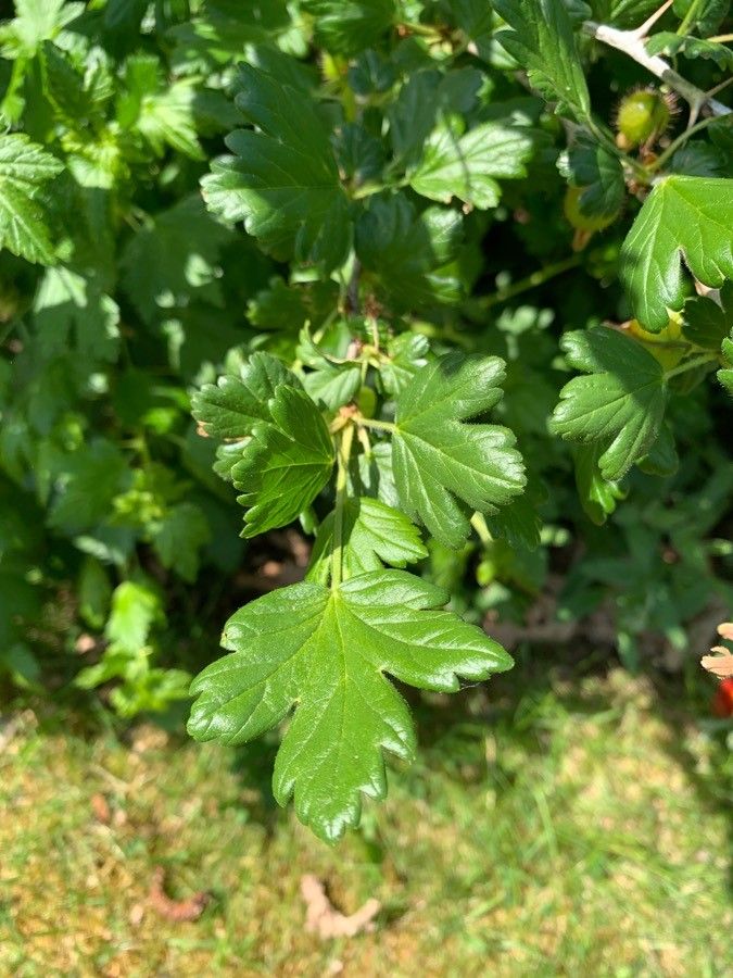 Ribes speciosum — search result for 'Fuchsia'